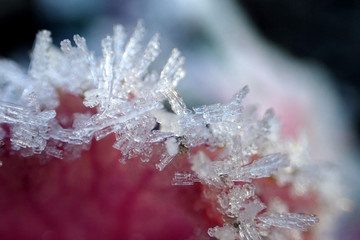 Purple cabbage in the snow close up