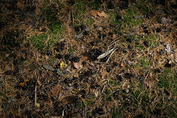 ground with seeds