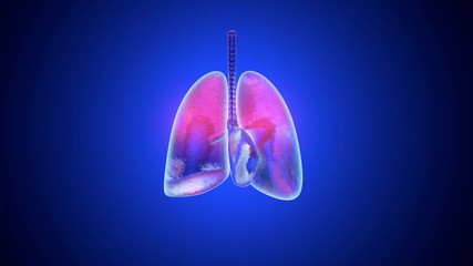 Animation of human lungs inflamed and infected by a disease like Pneumonia or Tuberculosis.
