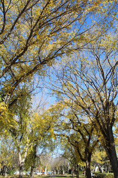 Canopy Of The Elm Trees, Old Glenora, Edmonton, Alberta