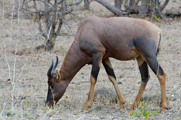 Leierantilope beim Grasen Krüger National Park Südafrika