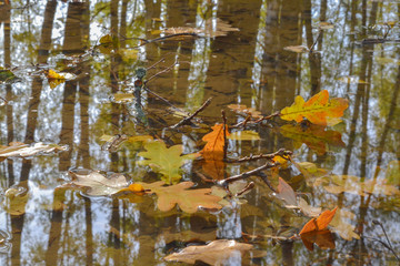 Autumn oak leaves in a puddle. The forest is reflected in the water.
