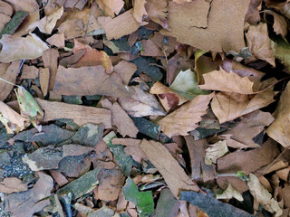 bark and leaves of a plan tree laying on the sidewalk