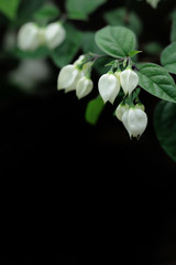flower on black background