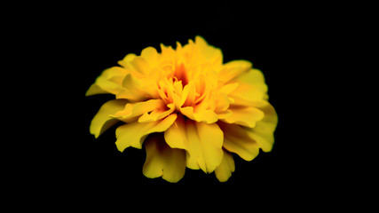 yellow flower