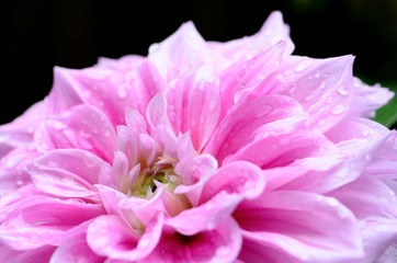 pink chrysanthemum flower