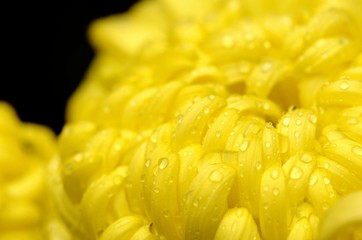 yellow chrysanthemum