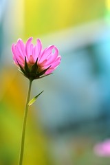 pink flower wall paper
