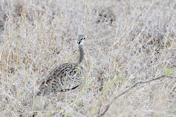 Schwarzbauchtrappe Krüger National Park Südafrika