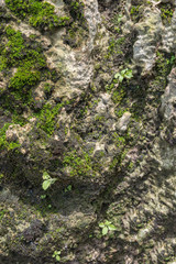 Close up of moss textures on stone surface background.