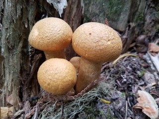 Mushrooms on stump
