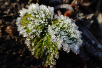 Strawberry leaves in the snow close up