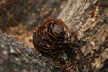 Pomme de pin
