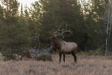 Fototapeta na wymiar Bull Elk During the Fall Rut
