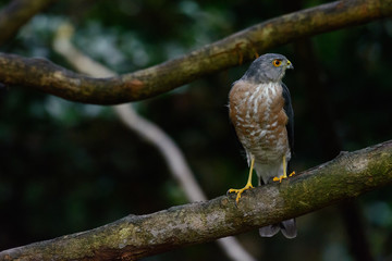 Shikra, Accipiter badius