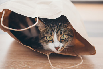a striped cat sits inside a paper bag and looks out of it on white background
