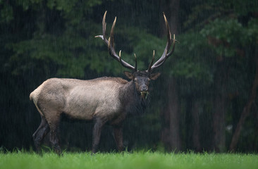 Naklejka na ściany i meble Bull Elk in the Rain 