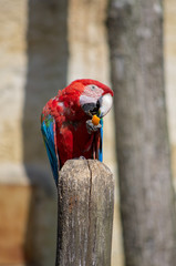 Perroquet Ara bec et nourriture © Gwen LN