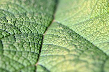 Oberfläche eines Blattes