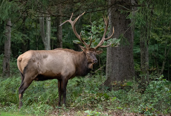 Fototapeta premium Bull Elk 