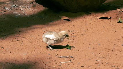 Cute Chick in the Chicken Farm.
