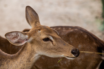 deer at the zoo