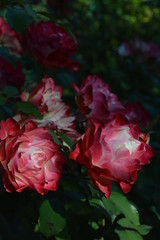 Zaporozhye. Autumn ...