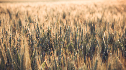 field of wheat 2