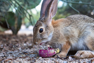 An adult female desert cottontail rabbit, Sylvilagus audubonii, eating prickly pear cactus fruit in the Sonoran Desert. Wildlife native to the American Southwest, Pima County, Tucson, Arizona, USA.