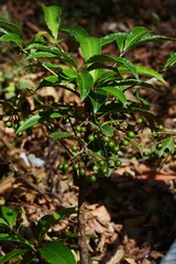 Ardisia crenata / unripe fruits