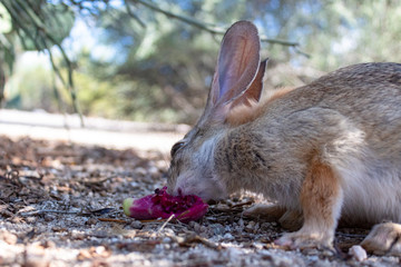 An adult female desert cottontail rabbit, Sylvilagus audubonii, eating prickly pear cactus fruit in the Sonoran Desert. Wildlife native to the American Southwest, Pima County, Tucson, Arizona, USA.