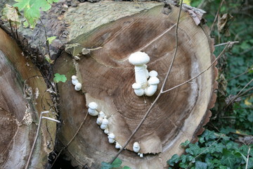 weisser Pilz auf totem Pappelstamm 2
