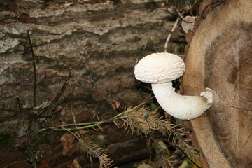 weisser Pilz auf totem Pappelstamm 3