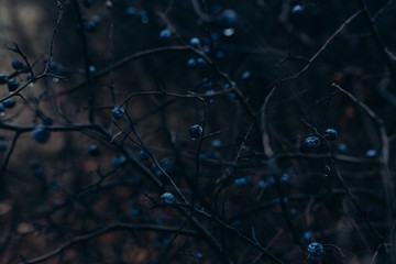 A bush of black thorns with berries at night. Dark Scary Background
