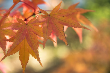Autumn in Czech republic