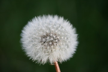 Löwenzahn - Pusteblume