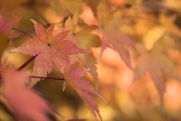 Autumn in Czech republic