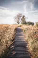wooden path in the field 4