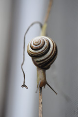 snail close up