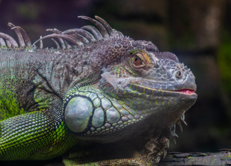 A reptile at the zoo