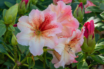 Rhododendron Hybrid Peggy, Rhododendron hybrid