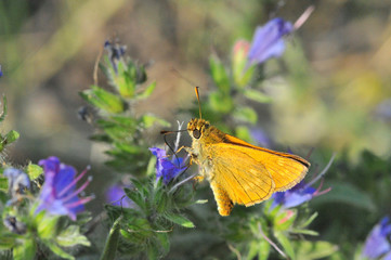 butterfly on a flower close up