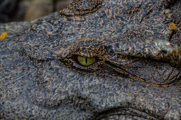 crocodile at the zoo
