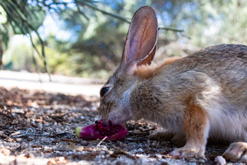 An adult female desert cottontail rabbit, Sylvilagus audubonii, eating prickly pear cactus fruit in the Sonoran Desert. Wildlife native to the American Southwest, Pima County, Tucson, Arizona, USA.