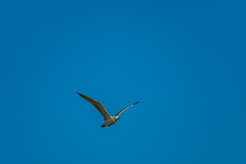 seagull flying in the sky