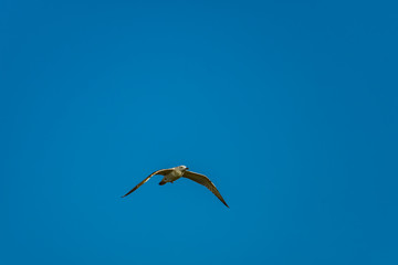 seagull flying in the sky