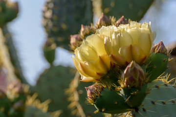Blüte von Opuntia hellgelb im Detail