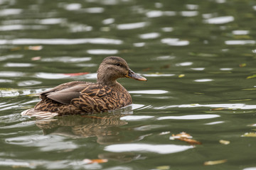 Female Mallard
