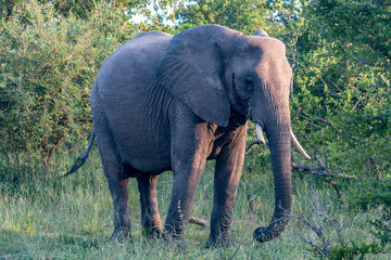 elephant