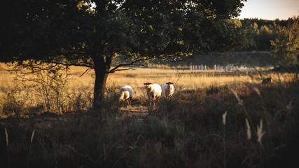 sheeps in the field